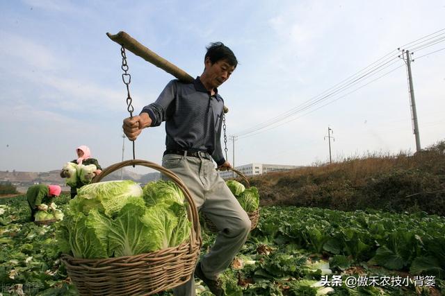 种植大白菜抓好这几个阶段的浇水与控水，前期长势好、后期产量高