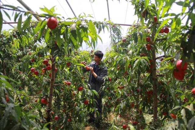 费县薛庄镇虎山前村种植大棚油桃领头雁 ——临沂优秀中级新型职业农民李文立