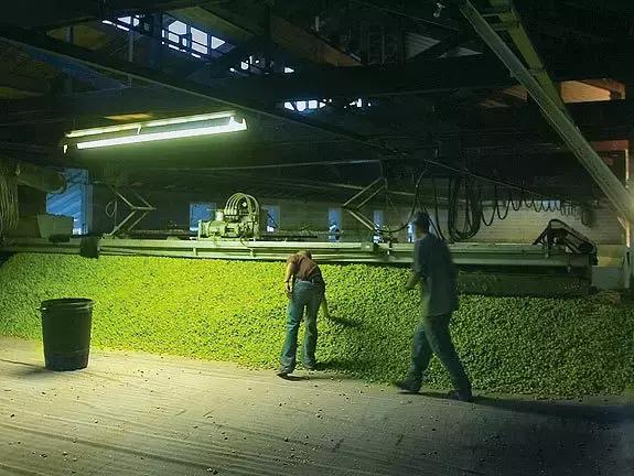 中国啤酒花种植现状不完全报道