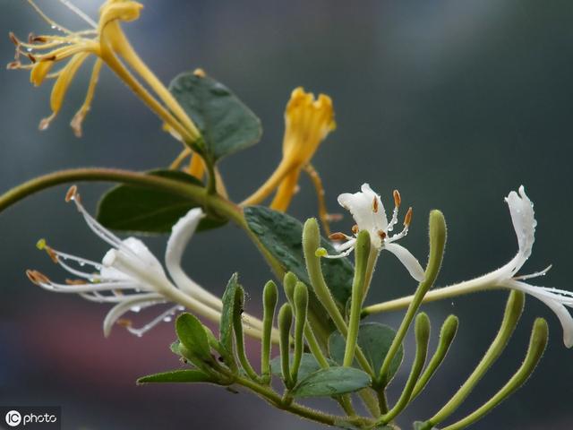 适合北方庭院栽种的7种花草，九月种起来，明年就能开出“花海”