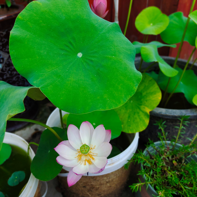 水生植物养护：打造水上花园的水生植物护理指南！