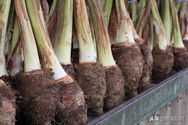 香芋种植技术，掌握以下几点，定能品质好，口味佳