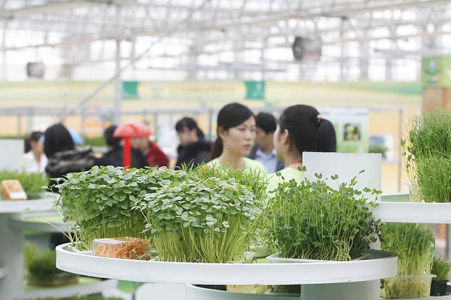 萝卜芽菜两周就能收获，照这5点种植，轻松种出新鲜芽菜