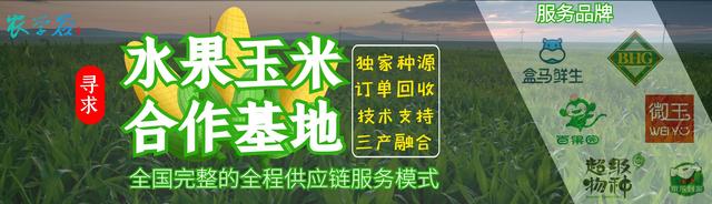 张家口的学员福利！薇娅都在推荐的水果玉米邀您来合作啦