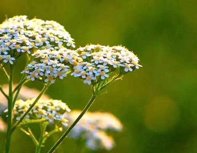 「花园植物」适合花园里栽种的15种多年生植物