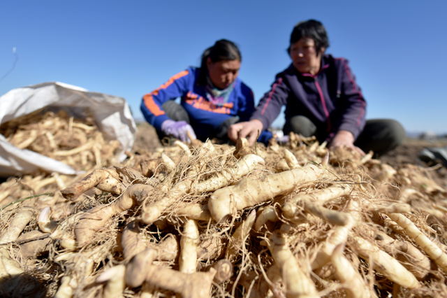 张家口宣化河滩地种药材拓宽增收路