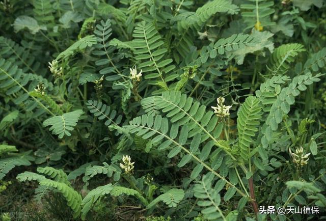 农村中药材种植有哪些