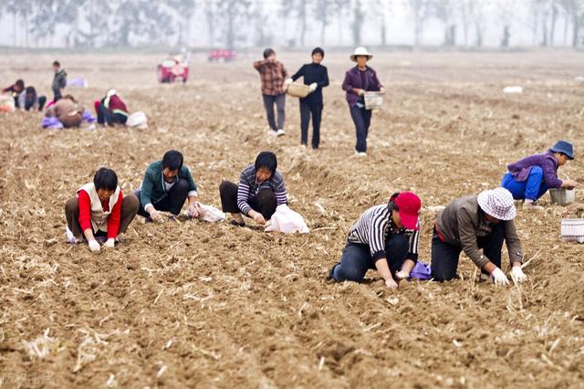 农民朋友有福了！土地承包又开始了，你家的地能租多少钱？