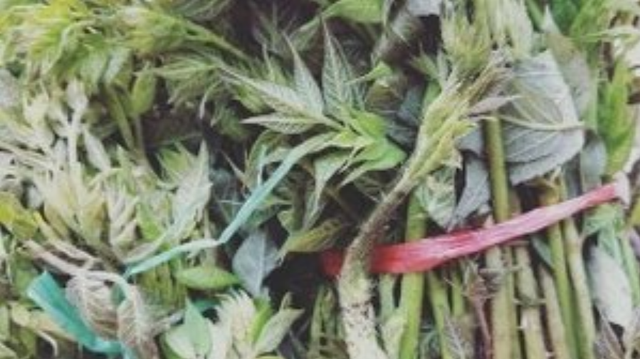 刺嫩芽人工种植方法是什么？