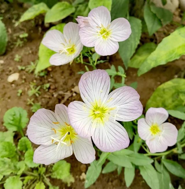 我的花草日记——看图写画，记录院子里皮实靠自播繁殖的花花草草