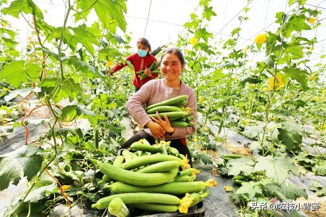 丝瓜如何种植管理才能更优质更高产？记住这6个种植管理技巧