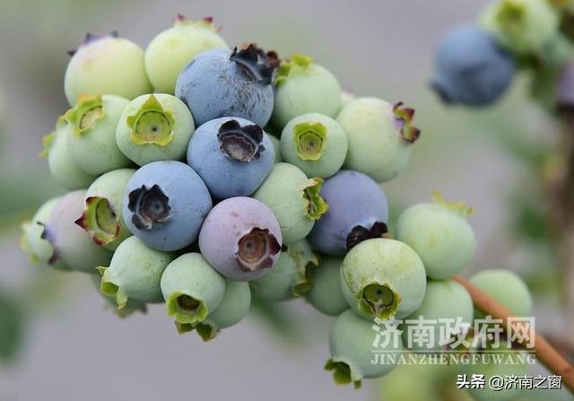 《济南人物》济南市蓝莓种植领头雁 杨松泼