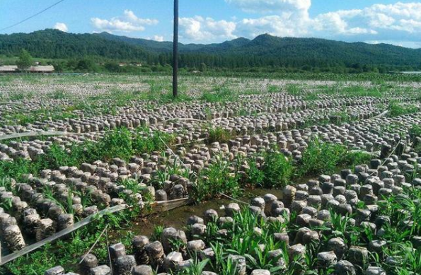 初步了解黑木耳的种植方法，以及种植步骤