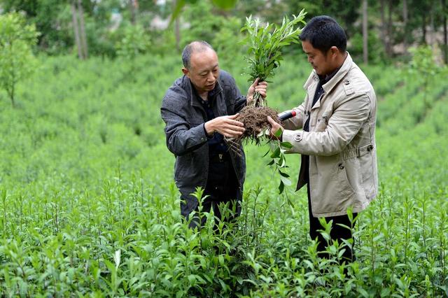 老大哥多年种植苍术，积累了5个技巧，合理控旺和使用膨大素