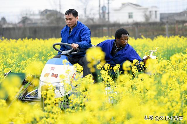 高产油菜有哪些种植管理技巧？从种到收重点抓好这8点