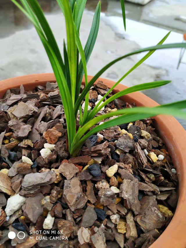 兰花移植上盆，5个步骤注意5点，让兰花快速生长