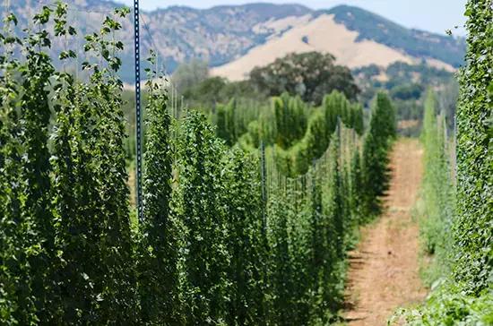 中国啤酒花种植现状不完全报道