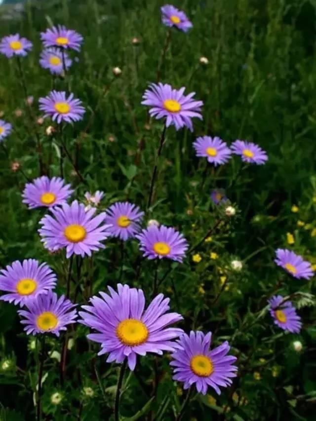 「花园植物」适合花园里栽种的15种多年生植物