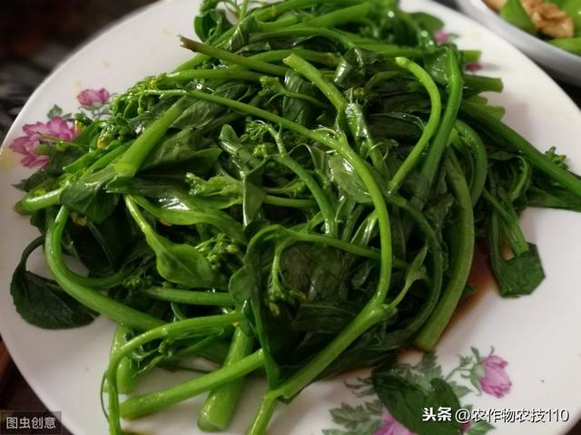 种植技术：菠菜夏季栽培技术（全面）