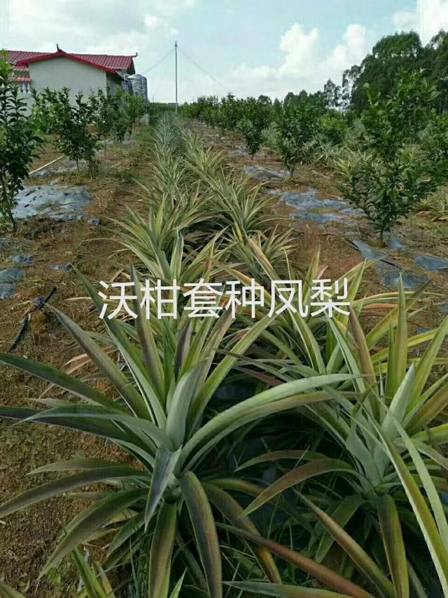 高端水果如何种植更赚钱？