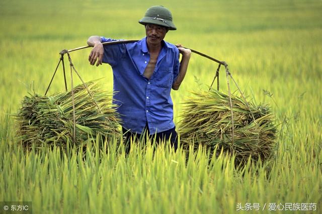 金色九月 种植这九种中药材收益有保证