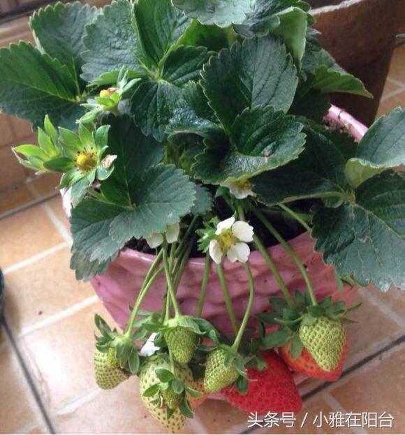 花盆里种草莓，一个小技巧，轻松度夏，一棵变十棵，越养越茂盛