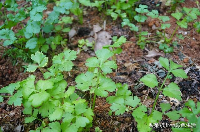 怎么在花盆里种芹菜