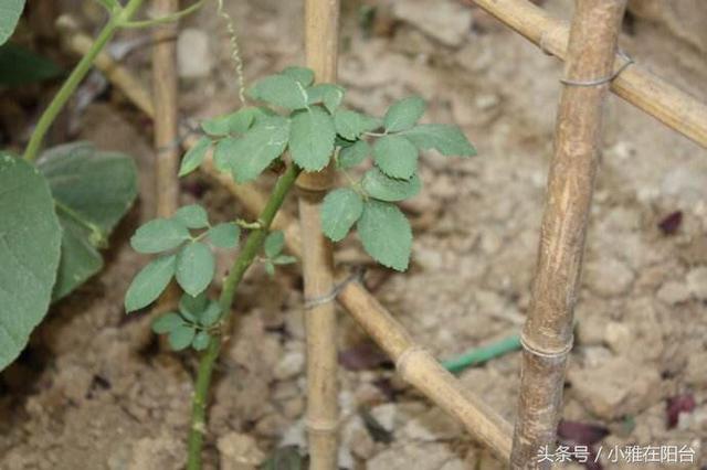 蔷薇花这样养，一根枝条就能种，爬藤几米长，开出一片花海