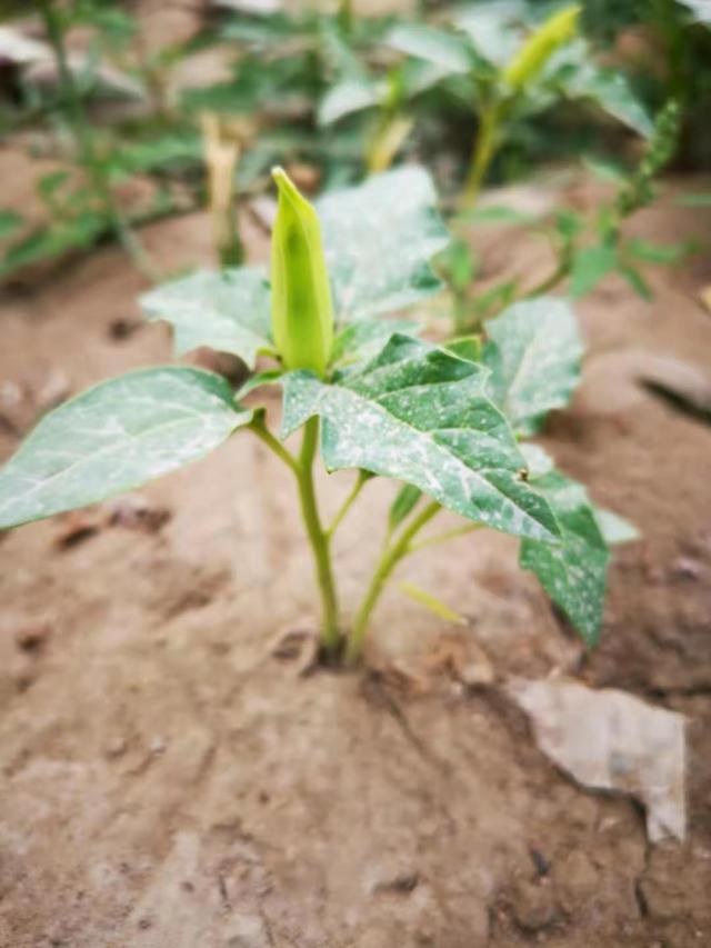 如何养好盆栽曼陀罗花，让它四季开花灿烂