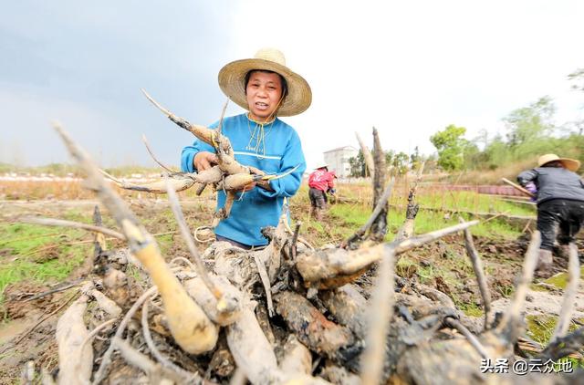 白莲种植正当时，如何能高产？做好7个技术要点，高产并不难