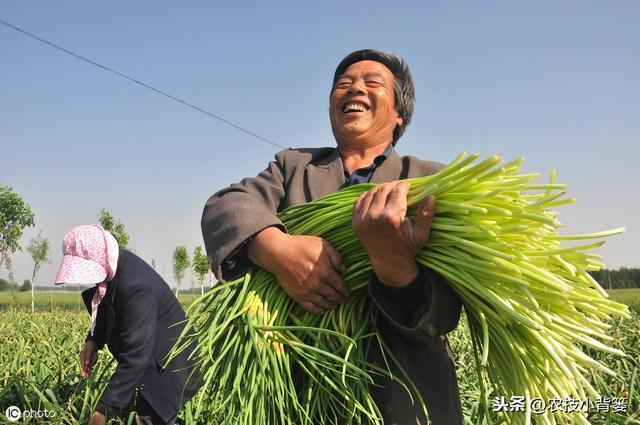 大蒜秋播正当时，如何播种管理才能得高产？蒜农应当注意这9点