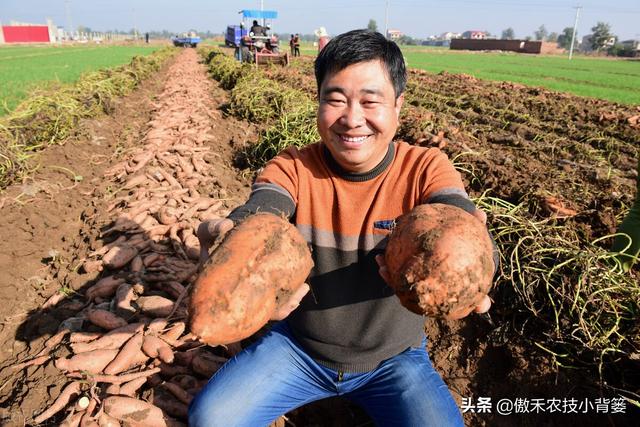 实现红薯高产多收并不难，种植管理技巧一定要掌握好