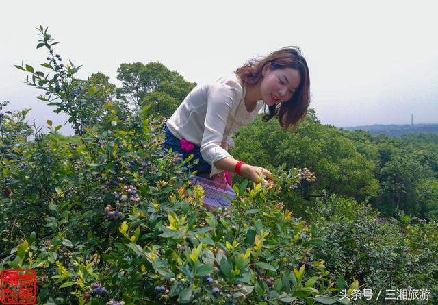 长沙南部有个蓝莓基地，果大微酸带甜味，初夏已进入盛果采摘期