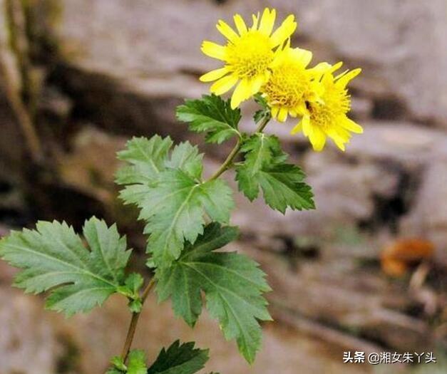 如何人工种植菊花脑？掌握以下因素是关键