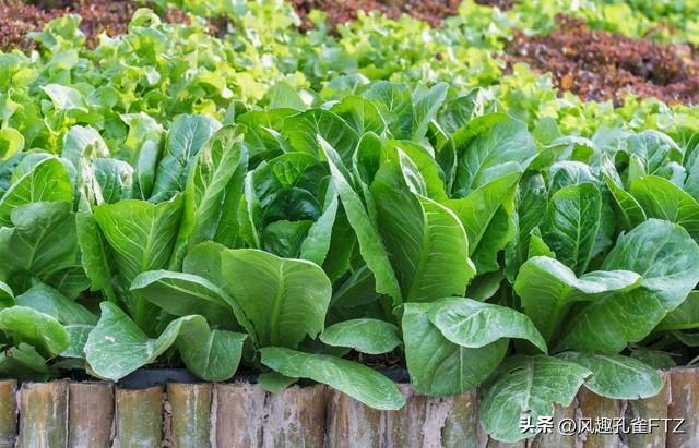 精心整理22种蔬菜的种植时间和适宜温度，开春就能用上，快收藏
