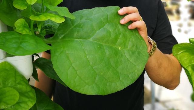 院子里有地别闲着，6种菜梗插土里，5天就生根发芽，超好活