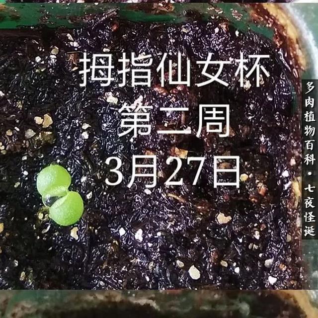 养多肉的平凡7年，谈谈播种心得！