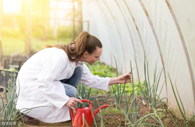 这四种大棚种植挺成功，如果你想在农村搞点事情，可以借鉴一下