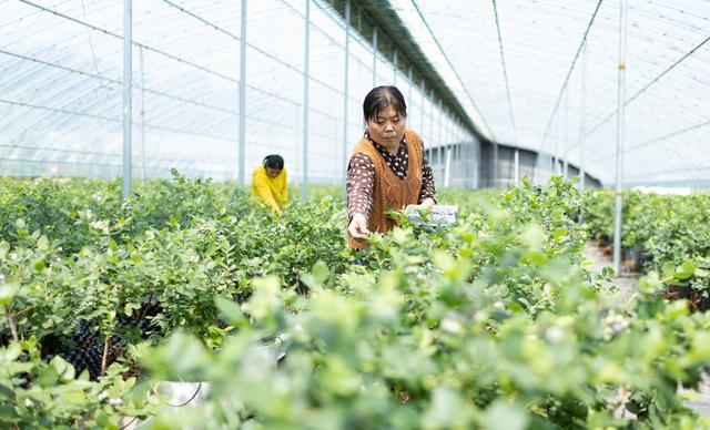 （经济）山东临沭：特色种植富乡村