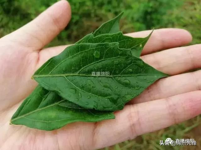 臭黄荆竟是香饽饽 这片“神奇叶子”竟亮相央视