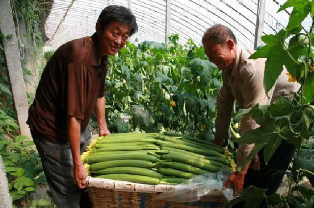 种植的丝瓜长这样，农村媳妇说站到地头都嫌丢人