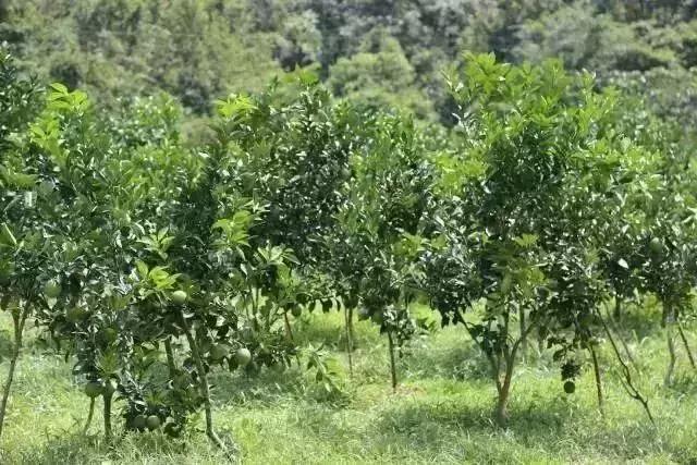 果园生草栽培不是万能的，几种生草方式比较，果农可以借鉴！