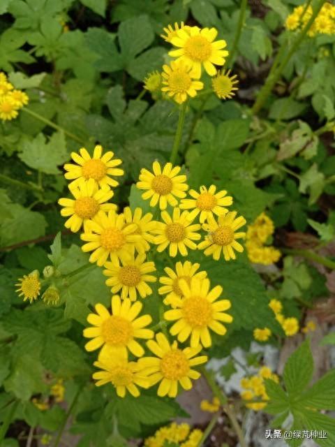 野菊花怎么种植？