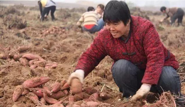 老话说“白露起，红薯生”，目前红薯生长处于什么阶段？