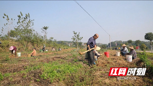 三湘里的丰收季丨临澧久丰村：林下白芨采收忙 药材种植“丰”景好