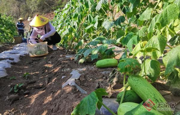 【高清组图】云南镇康桃子寨村：黄瓜特色种植致富快