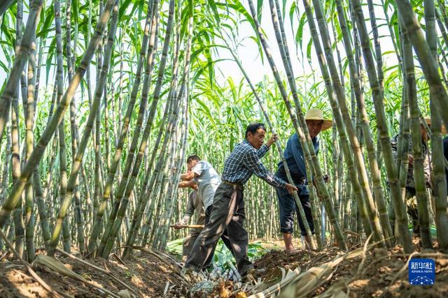 湖南南县：甘蔗收获助农增收