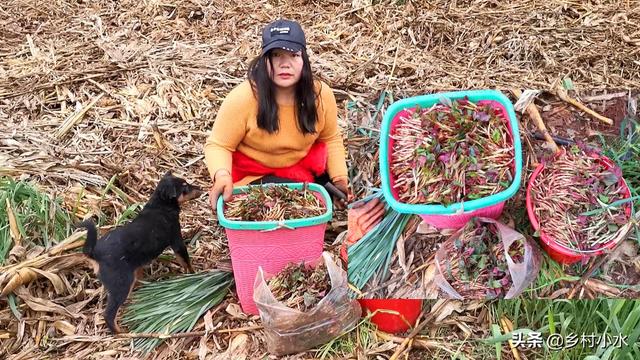 折耳根口感独特，如何高产种植？老农用实践经验告诉你