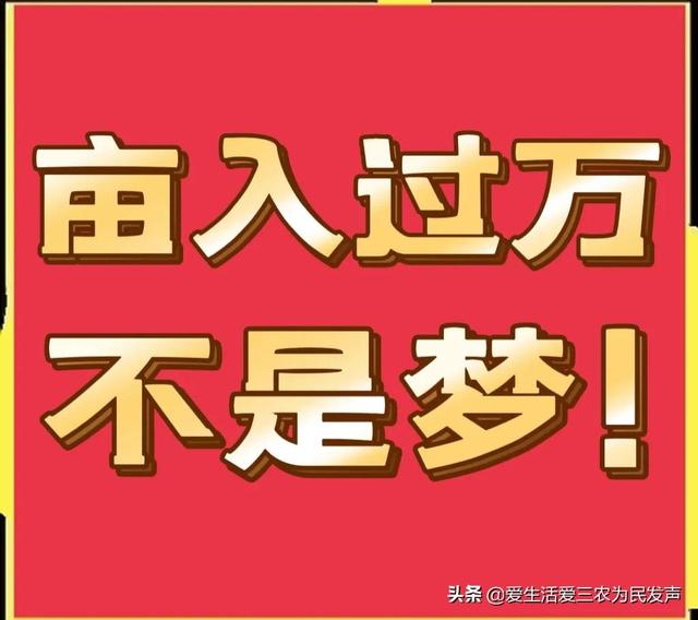 农村种什么能赚钱？这四个项目非常很不错，亩入过万元不是梦