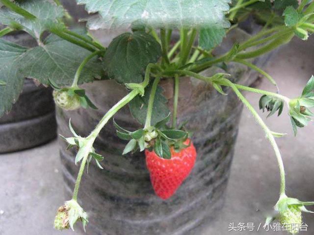 花盆里种草莓，一个小技巧，轻松度夏，一棵变十棵，越养越茂盛